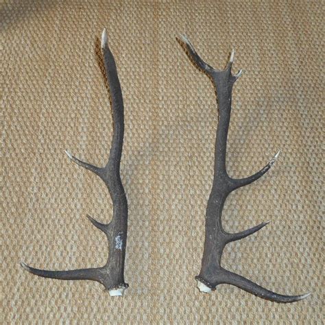 Antiques Atlas - Set Of Unmounted Stag Antlers