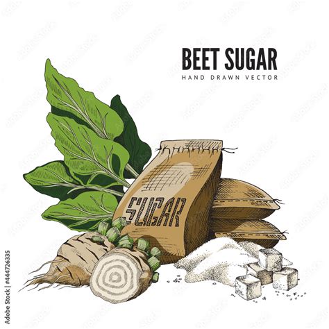 Color hand-drawn vector illustration of sugar beet with bag of sugar ...