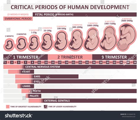 Human Embryo Development Stages