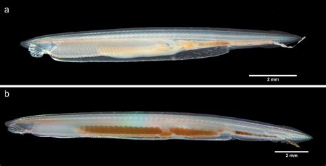 Cephalochordata Branchiostoma