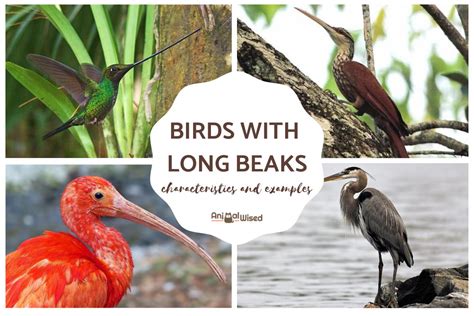 Types of Birds With Long Beaks - With Photos!