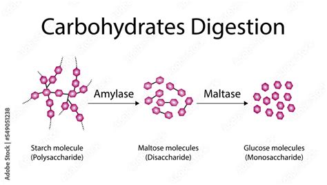 Carbohydrates Digestion. Amylase and Maltase Enzymes catalyze ...