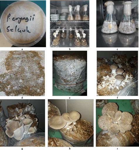 Culture process of Pleurotus eryngii (PE) isolates (a mycelium, b, c ...