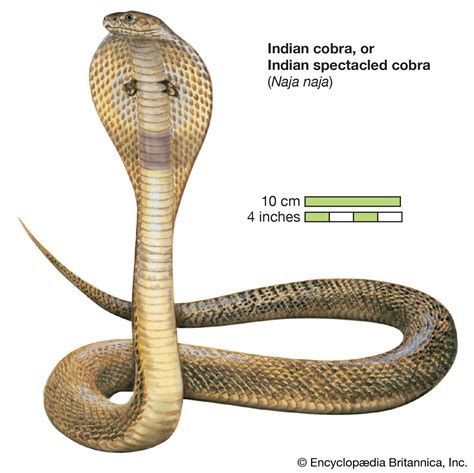 Cobra | Venomous Snake Species & Characteristics | Britannica