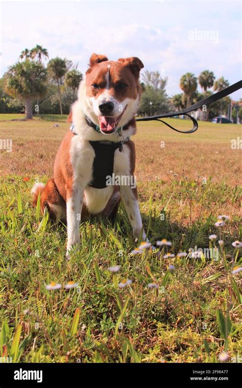 Border Collie Terrier Mix Stock Photo - Alamy