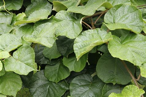 When Do Kiwis Flower - Reasons A Kiwi Is Not Blooming | Gardening Know How