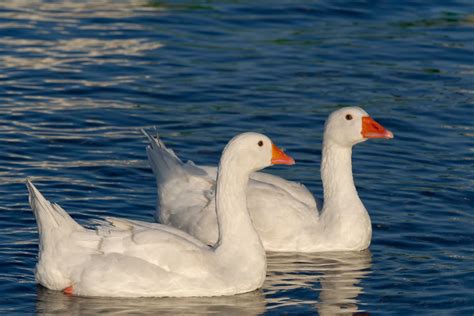 Two Birds Flying · Free Stock Photo