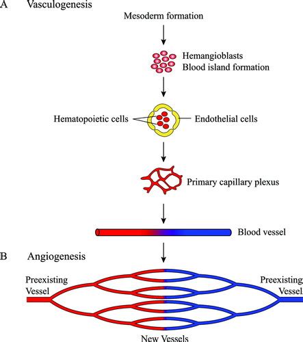 Endothelial Cell Migration During Angiogenesis | SexiezPix Web Porn