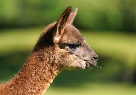 Baby alpaca settling into life at safari park | indy100