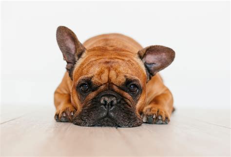 Best Short-Haired Dogs for Your Family | Reader's Digest