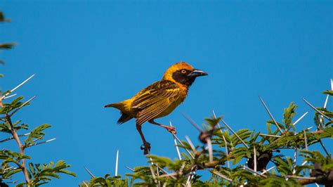 Uganda Endemic bird species — Fox's Wear Unique to Eastern Uganda