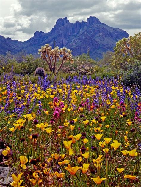 blooms in israel | Desert in bloom in Alamo Canyon, Ajo Mountains ...