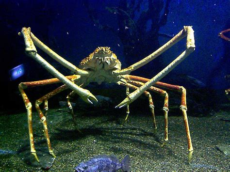 Japanese Spider Crab | Animals Library