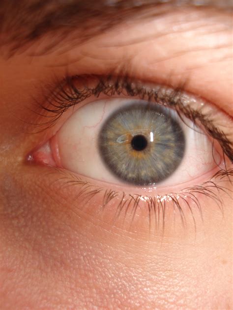 File:Grey-Brown eye.jpg - Wikipedia, the free encyclopedia