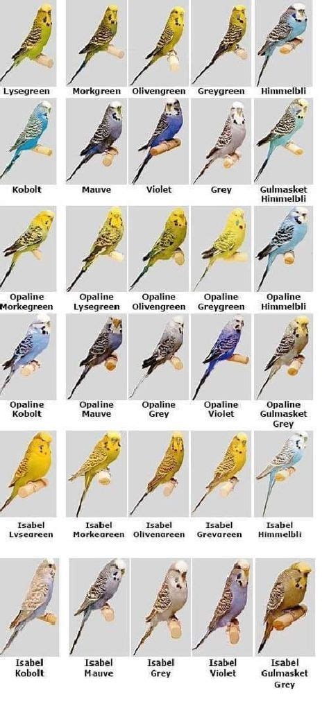 Birds #Birds | Budgies bird, Budgerigar, Budgies