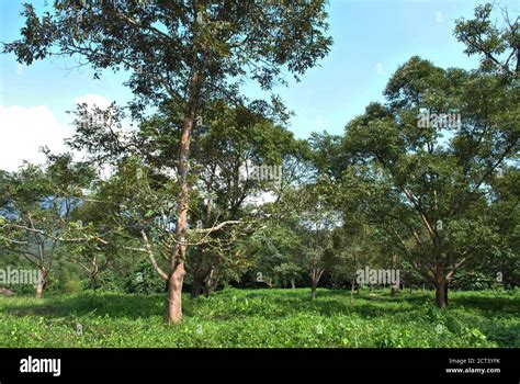 Organic durian farm in Malaysia Stock Photo - Alamy