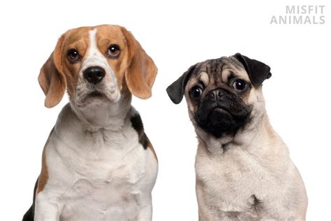 Beagle Pug Mix (Puggle): Is It Right For You? [3 Pros/Cons]