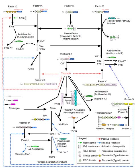 3.2.1 Blood Coagulation and Fibrinolytic Pathway | Download Scientific ...