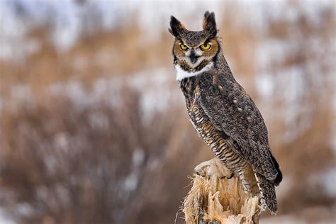 Great Horned Owl : Minnesota Breeding Bird Atlas