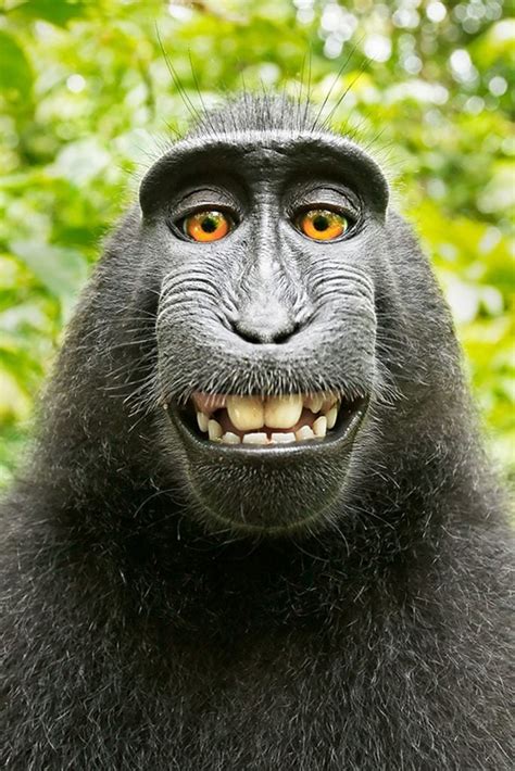 Why Did PETA Sue Over a Monkey 'Selfie'? | Reader's Digest