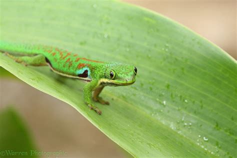 Madagascar Day Gecko photo WP19284