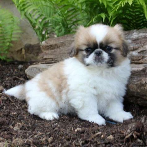 Pekingese Puppies For Sale | Atlanta, GA #222071 | Petzlover