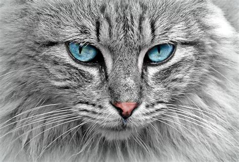 Fluffy Grey Cat With Blue Eyes