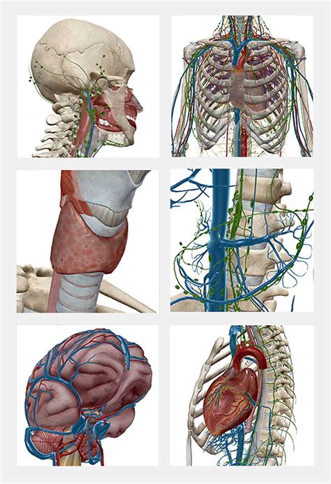 Anatomy Map / Human Anatomy Atlas SP - Free download and software ...