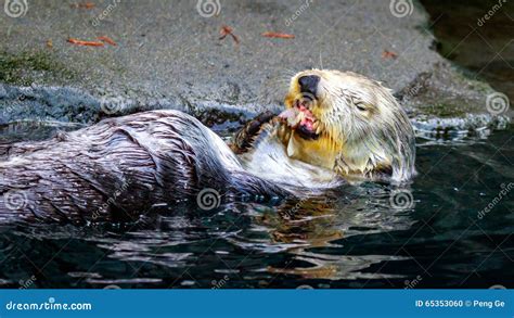 Sea Otter Feeding Stock Photo - Image: 65353060