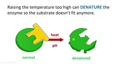 Optimum rate and denatured enzymes - YouTube