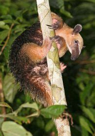 Southern Tamandua | The Animal Facts | Appearance, Diet, Habitat