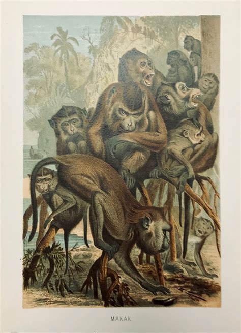 Monkeys: Makak – Philographikon Antique Maps and Prints