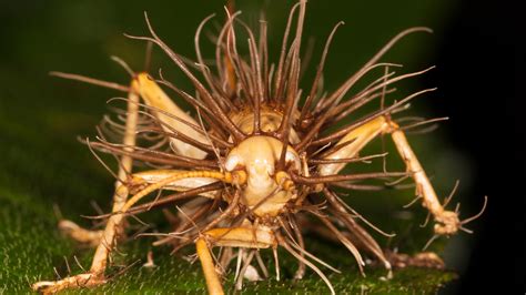 Zombie fungus infects spiders and insects