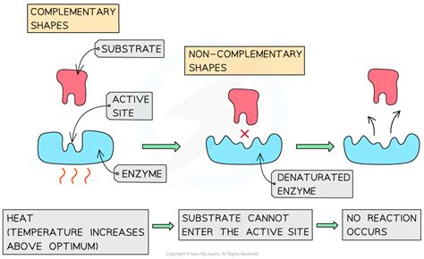 The Effect of Temperature on Enzyme Reactions | Edexcel International A ...