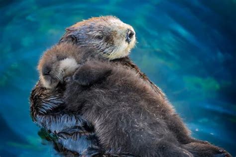 TIL sea otter pups sleep on their moms. (con imágenes) | Nutrias ...