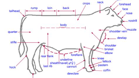 Anatomy Of Beef Cattle - Beef2Live | Eat Beef * Live Better