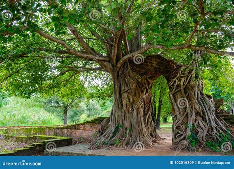 Gate of Time. Arch of Bodhi Tree. Unseen Thailand at Wat Phra Ngam ...