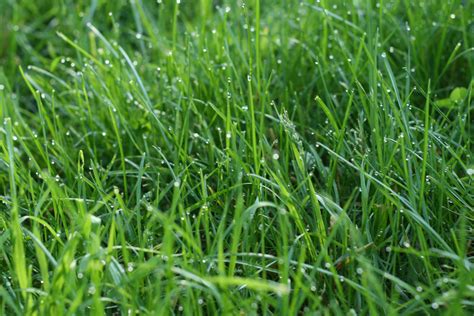 The Best Grass to Establish a Lawn in Richmond, VA - Lawnstarter