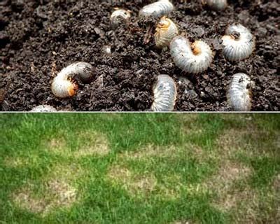 Grub, Lawn Pest Control, Yukon, Mustang, Piedmont, OK