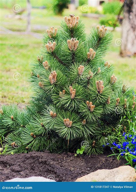 Decorative Dwarf Pine Grows in the Garden Stock Image - Image of female ...