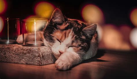 Cat Sleeping, HD Animals, 4k Wallpapers, Images, Backgrounds, Photos ...