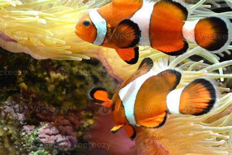 Coral Reef, Two Clownfish 18830614 Stock Photo at Vecteezy