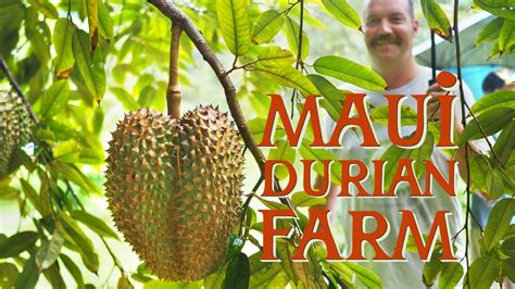 Maui Durian Farm Tour - YouTube