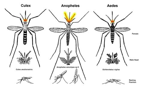 A beginner’s guide to mosquito identification - Wellcome Sanger ...