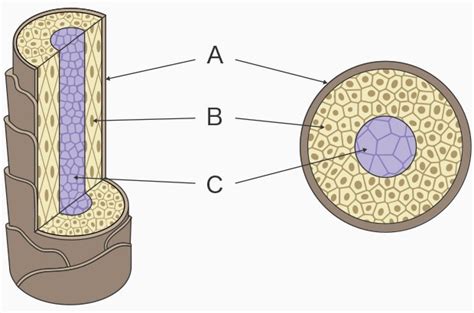 Hair Cross-Section Cortex Observation and Cuticle Laminar-Layer ...