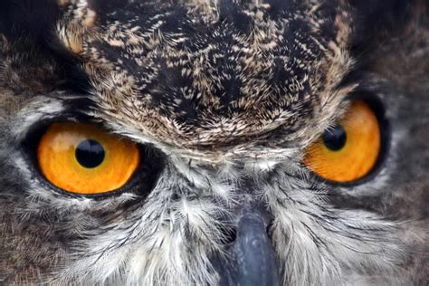 Free picture: great, horned, owl, eyes, up-close, bubo virginianus