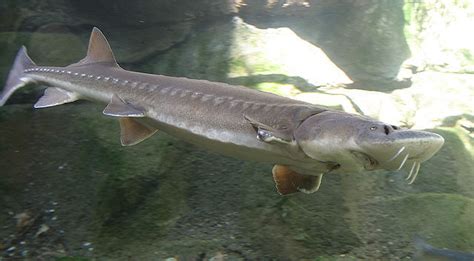 Rare Yangtze sturgeons at risk from mass fish escape | China Dialogue