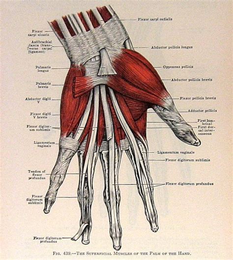 Muscles of The Hand 2 Sided 1933 Human Anatomy Illustration | Etsy