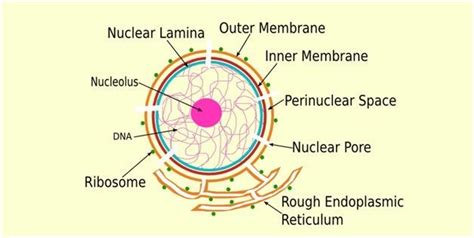 Is Nuclear Envelope In Plant And Animal Cells - Shackelford Gremnecelues