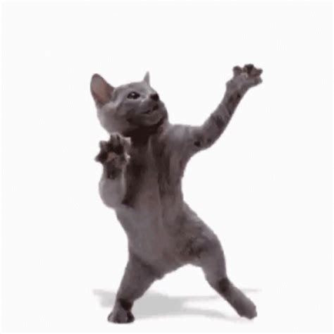 Cat Cat Dance GIF - Cat Cat Dance Dance - Discover & Share GIFs | Gatos ...